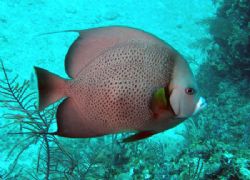 Gray Angle.Taken in the Bahamas by Ray Eccleston 